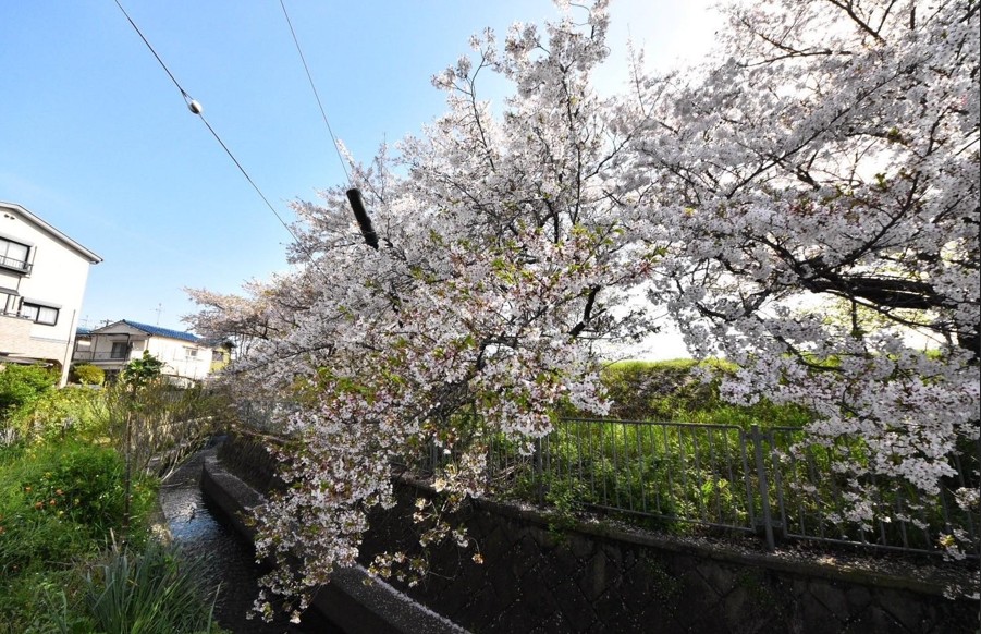 ���{��s�����K���̌ˌ����݂̂��̑�